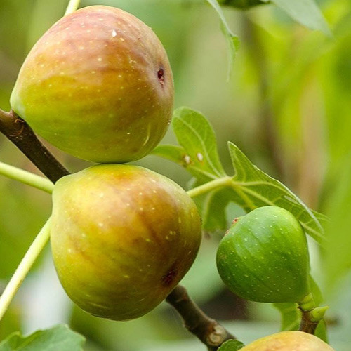 Vīģes koks Gentile Bianco, С2 interface.image 1 interface.art 5184