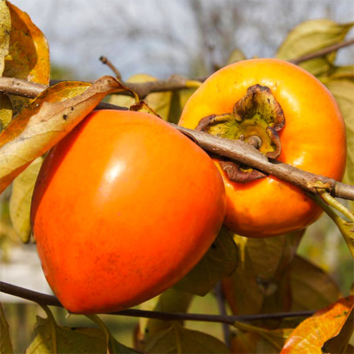 Austrumu hurma Sharon Jiro, С2 interface.image 1 interface.art 7039