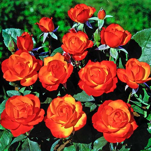 Vīteņroze Tempi Moderni®, C5 interface.image 1 interface.art 5492