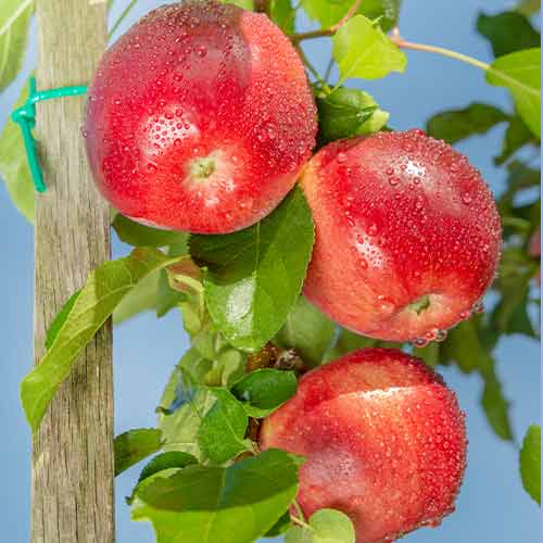 Ābele (columnar) Carneval interface.image 1 interface.art 2002