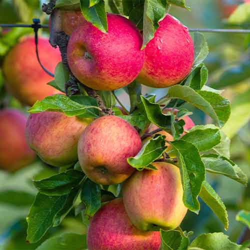 Ābele (columnar) Fuji interface.image 1 interface.art 2003