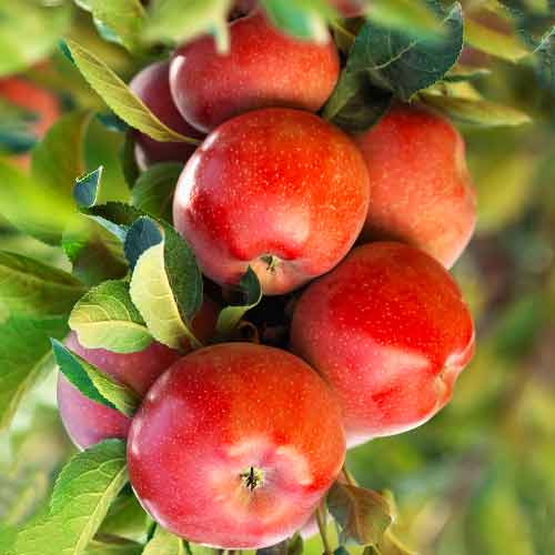 Ābele (columnar) Gala Lord interface.image 1 interface.art 2004