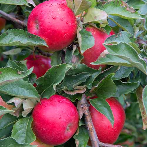 Ābele (columnar) Mars interface.image 1 interface.art 2005