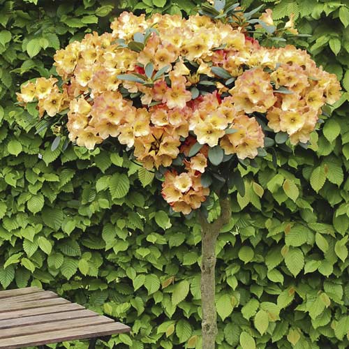 Acālijas Goldtopas, С6 interface.image 1 interface.art 7711