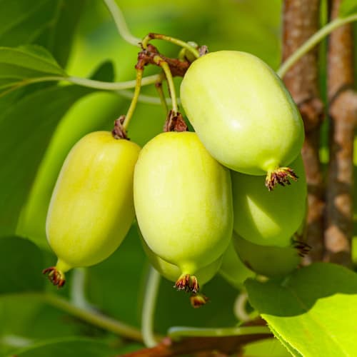 Aktinīdija Chang Bai Giant, С2 interface.image 1 interface.art 5456