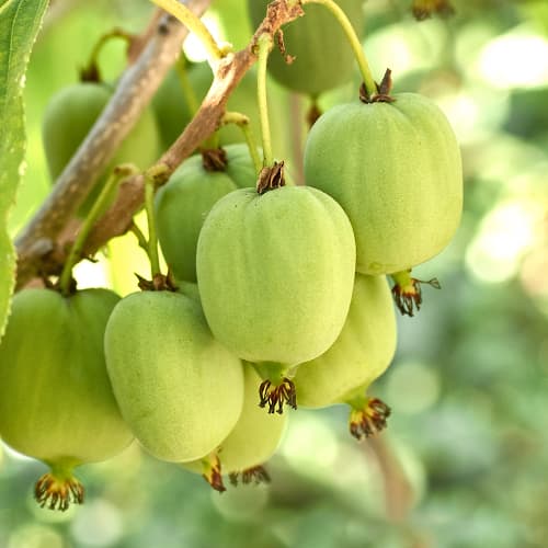 Aktinīdija Hokey Pokey®, С2 interface.image 1 interface.art 5449