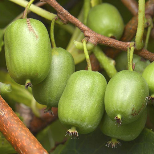 Aktinīdija Vitikiwi ®, С2 interface.image 1 interface.art 8202