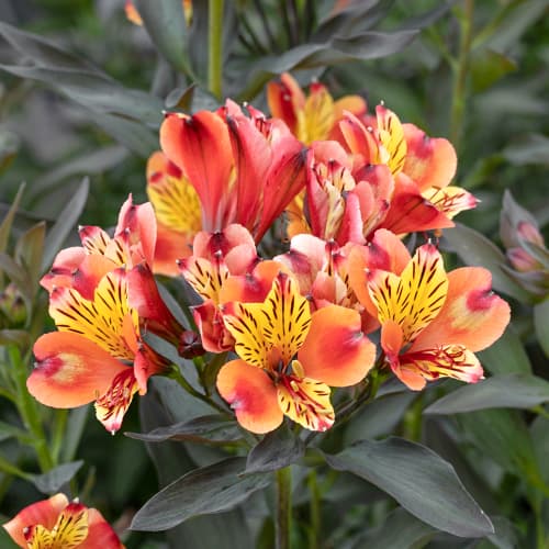 Alstroemeria Summer Breeze® Tessumbre, С2 interface.image 1 interface.art 5458