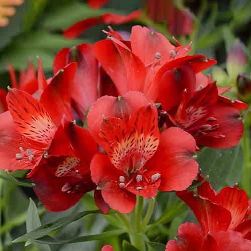 Alstroemeria Summer Pepper® Tessumpep, С2 interface.image 1 interface.art 5459