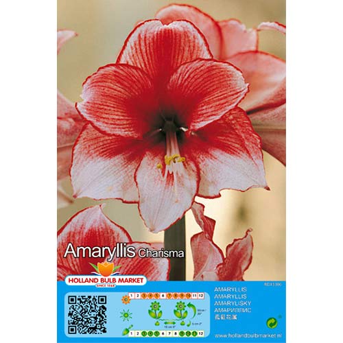 Amarillis (Amaryllis) Charisma interface.image 1 interface.art 76004