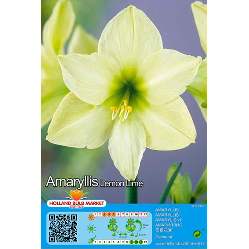 Amarillis (Hippeastrum) Lemon Lime interface.image 1 interface.art 76009