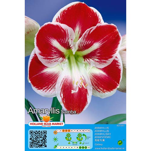 Amarillis (Hippeastrum) Samba interface.image 1 interface.art 76015