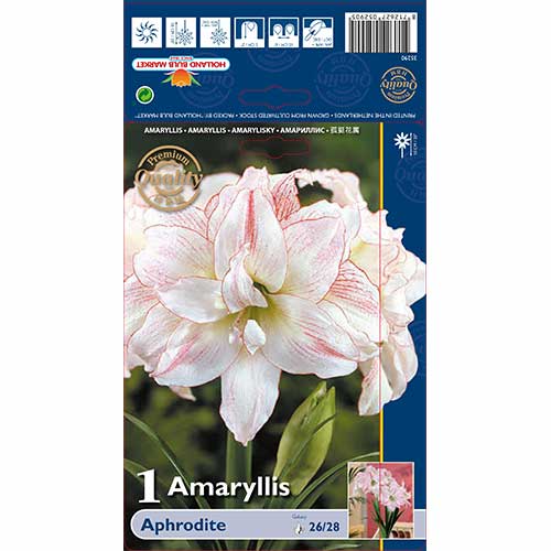 Amarillis (Hippeastrum) Aphrodite interface.image 1 interface.art 76002
