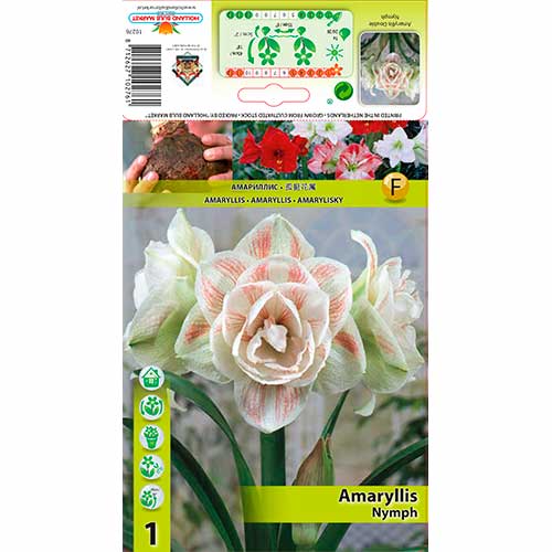 Amarillis Nymph interface.image 1 interface.art 70328