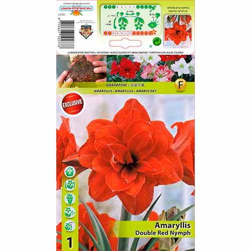 Amarillis Red Nymph interface.image 1 interface.art 70330