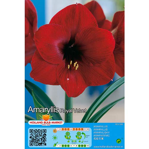 Amarillis (Hippeastrum) Royal Velvet interface.image 1 interface.art 76014
