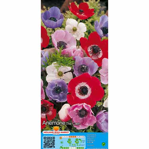 Anemone vienkāršā (Anemone) De Caen, krāsu mix interface.image 1 interface.art 76170