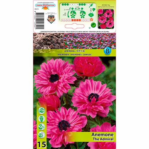 Anemone (Anemone) Double The Admiral interface.image 1 interface.art 76168