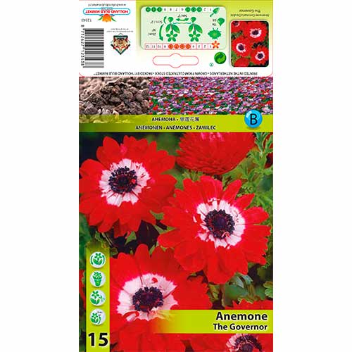 Anemone (Anemone) Double The Governor interface.image 1 interface.art 76169