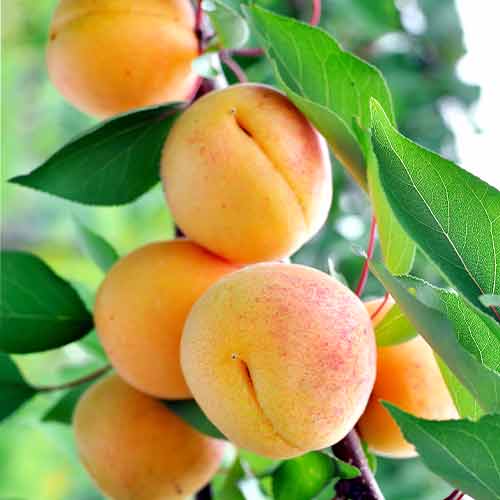 Aprikoze (columnar) Anubis interface.image 1 interface.art 2007