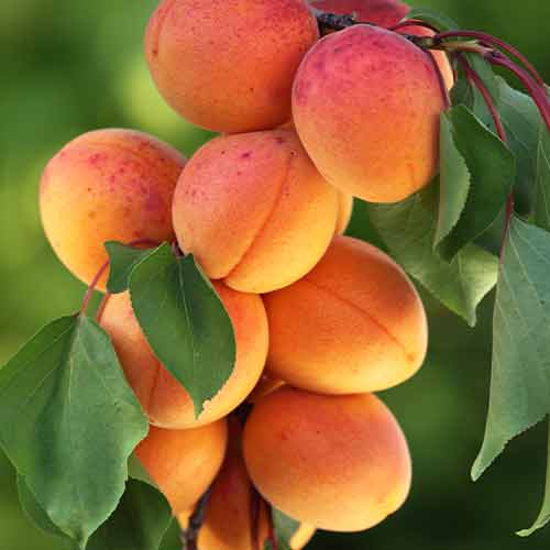 Aprikoze (columnar) Diamond interface.image 1 interface.art 2008