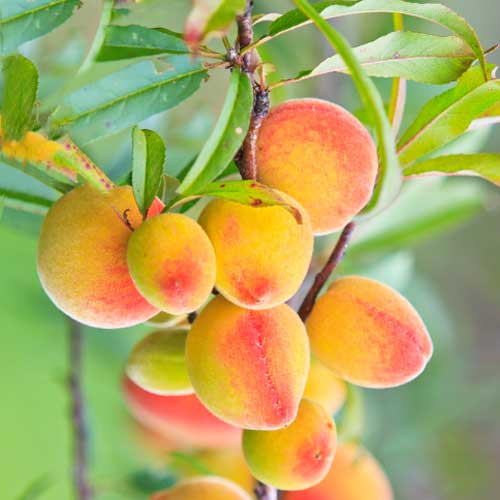 Aprikoze (columnar) Perla interface.image 1 interface.art 2009