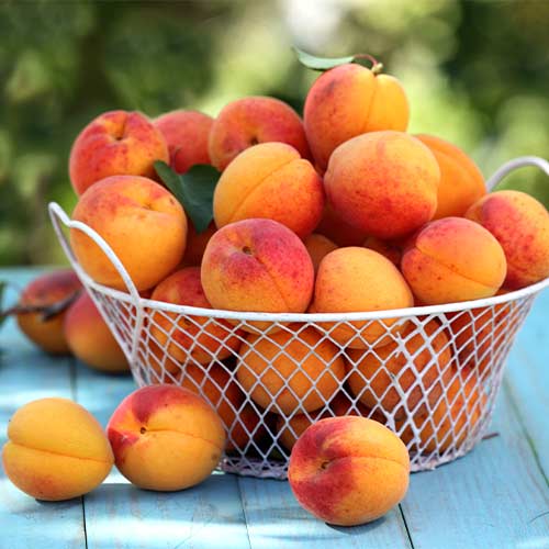 Aprikoze Perla, С2 interface.image 1 interface.art 7953