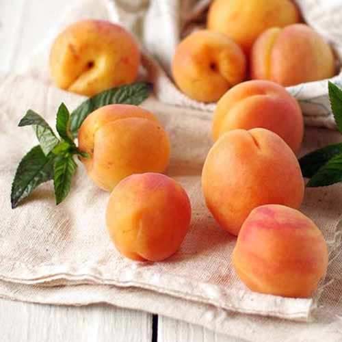 Aprikoze Tahiti interface.image 1 interface.art 4858