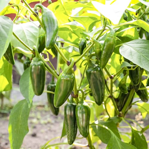 Asie pipari Cancan Kiepenkerl interface.image 1 interface.art 50068