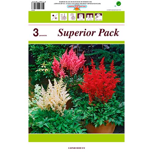 Astilbe Mixed interface.image 1 interface.art 76375