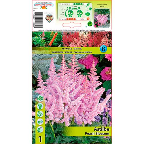 Astilbe Peach Blossom interface.image 1 interface.art 76180