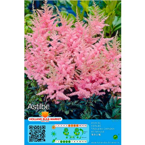 Astilbe Pink interface.image 1 interface.art 76376