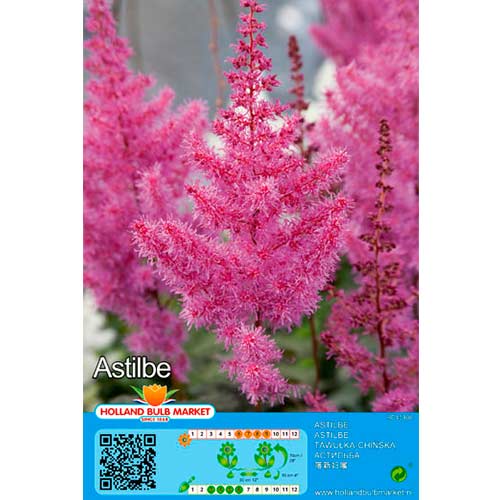 Astilbe Purple interface.image 1 interface.art 76377