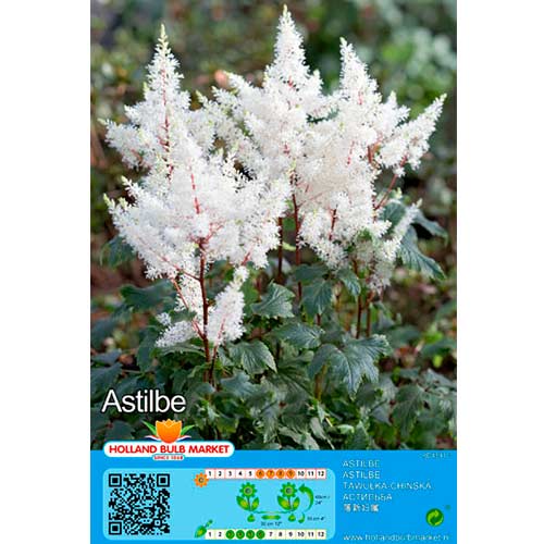 Astilbe White interface.image 1 interface.art 76379