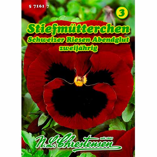 Atraitnītes Schweizer Riesen, Abendglut Chrestensen interface.image 1 interface.art 50037