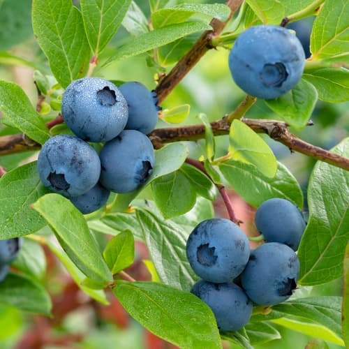 Augstās krūmmellenes Vaccinium Corymbosum Bluecrop, P9 interface.image 1 interface.art 9270