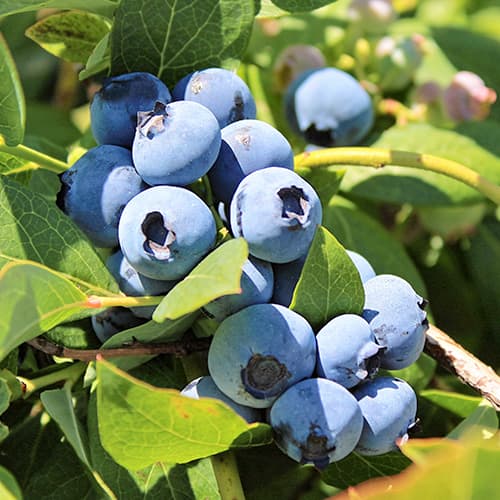 Augstās krūmmellenes Vaccinium Corymbosum Bluegold, P9 interface.image 1 interface.art 9323