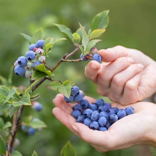Augstās krūmmellenes Vaccinium Corymbosum Brigitta, P9 interface.image 1 interface.art 9292