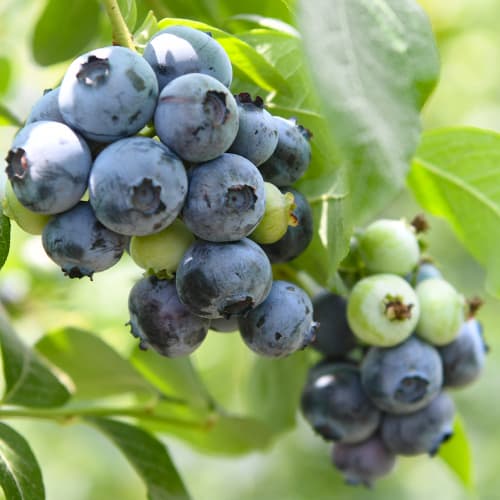 Augstās krūmmellenes Vaccinium Corymbosum Chandler, P9 interface.image 1 interface.art 9299