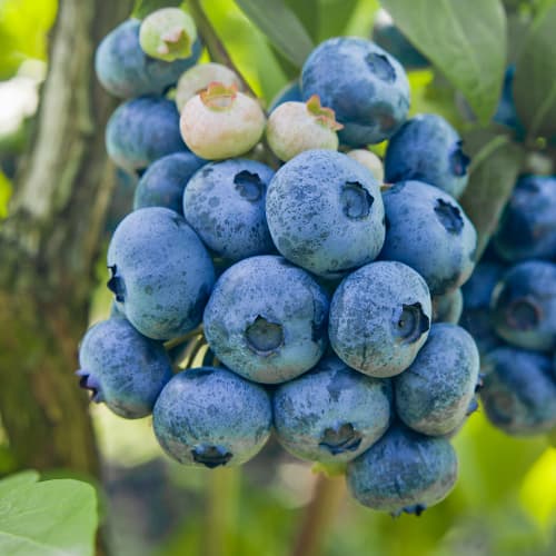 Augstās krūmmellenes Vaccinium Corymbosum Colibri, P9 interface.image 1 interface.art 1579