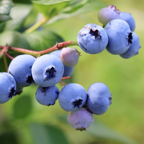 Augstās krūmmellenes Vaccinium Corymbosum Earliblue, P9 interface.image 1 interface.art 9301