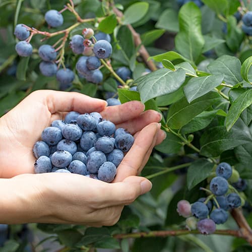 Augstās krūmmellenes Vaccinium Corymbosum Eliot, P9 interface.image 1 interface.art 9327