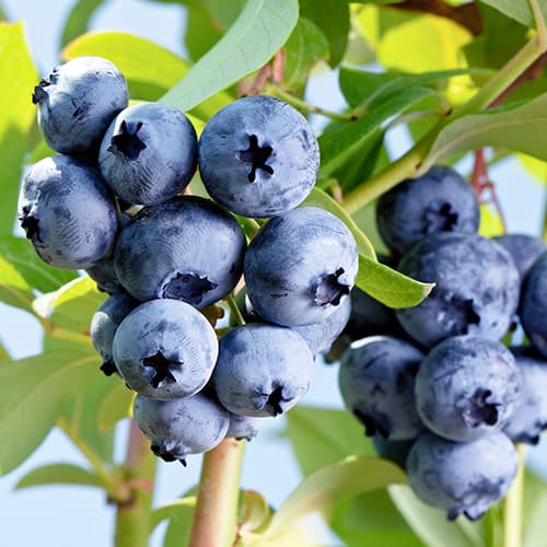 Augstās krūmmellenes Vaccinium Corymbosum Elizabeth, P9 interface.image 1 interface.art 9300