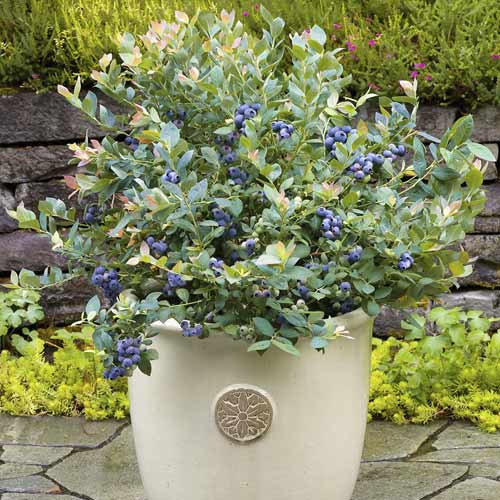 Augstās krūmmellenes Goldtraube, С6 interface.image 1 interface.art 7715