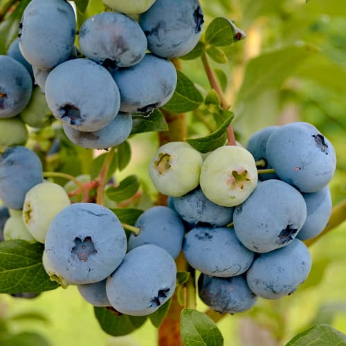 Augstās krūmmellenes Vaccinium Corymbosum New Hanover, P9 interface.image 1 interface.art 1580