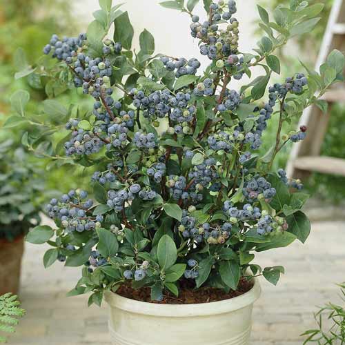 Augstās krūmmellenes Northland, С7 interface.image 1 interface.art 7716