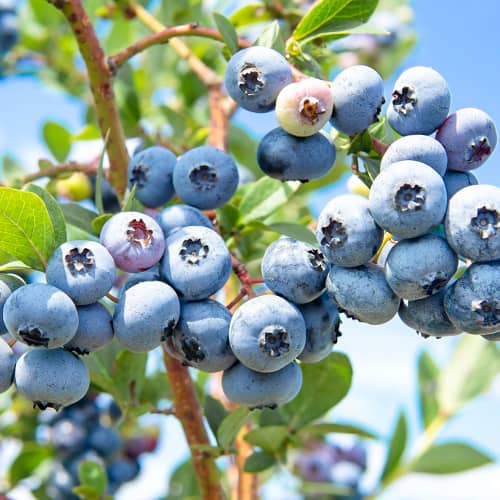 Augstās krūmmellenes Vaccinium Corymbosum Sweetheart, P9 interface.image 1 interface.art 1581