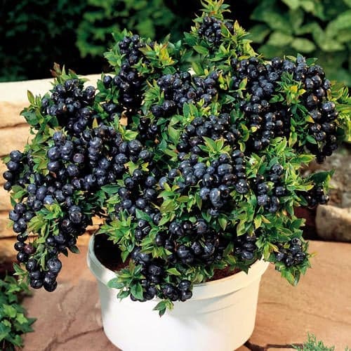 Augstās krūmmellenes Vaccinium Corymbosum Top Hat, P9 interface.image 1 interface.art 9243