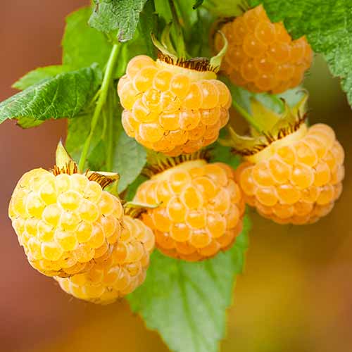 Avene All Gold interface.image 1 interface.art 7699