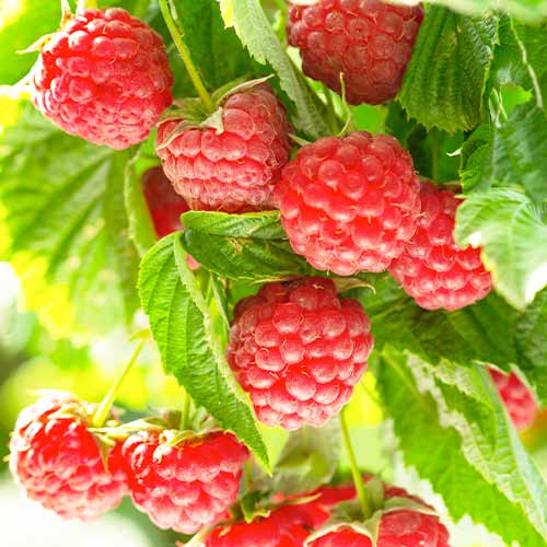 Avene Autumn First interface.image 1 interface.art 5836